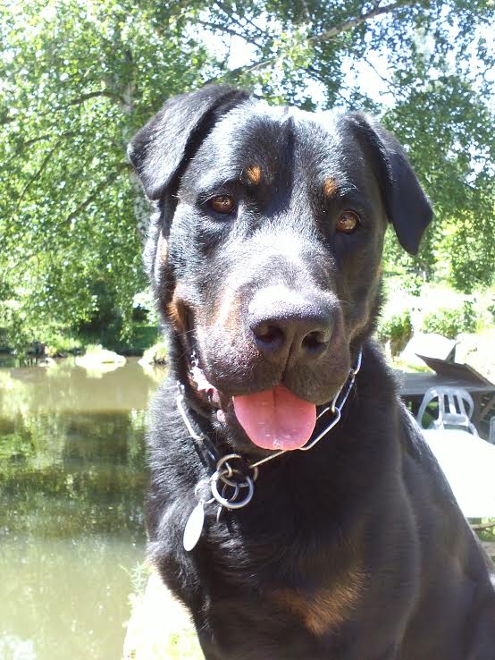 domainedelalicorne.fr photo chien beauceron photo chiot beauceron Elevage de beauceron chiot beauceron pure race élevage du clos de la licorne elevage des gardiens de la licorne elevage beauceron noir et feu authentique gros gabarits élevage de Beauceron familial sérieux et qualité domainedelalicorne.fr suivi des chiots conseil d’éducation chiot propre bas rouge santé caractère spécialiste du beauceron noir et feu ou arlequin chien rustique berger de France  nos chiots sont élevés avec amour et attention notre passion au service de la qualité Beauceron de qualité et sportif domaine de la licorne 04380 BARRAS élevage en liberté éleveur berger de beauce élevage de beauceron de travail 06 11 20 51 93 site domainedelalicorne.fr mail domainedelalicorne@gmail.com